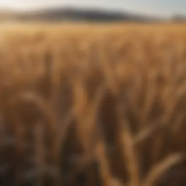 Golden Wheat Field A field of golden wheat ready for harvest