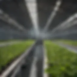 Overview of hydroponic grow channels in a modern greenhouse