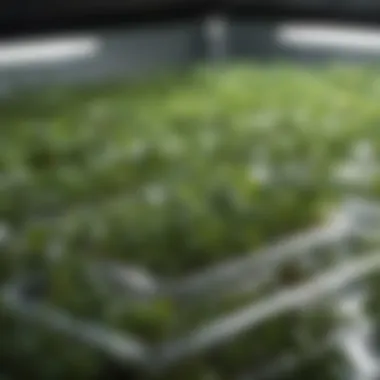 Hydroponics Grow Cubes in Detail Close-up view of hydroponics grow cubes in a tray