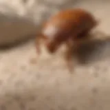 Close-up view of bed bugs on fabric