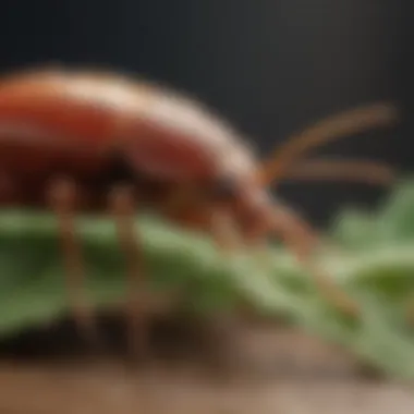 Insecticide Varieties for Bed Bug Control Display of various insecticide products