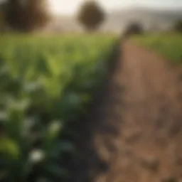 A lush farm landscape showcasing diverse crops