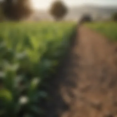 Diverse Crops Thriving in Modern Agriculture A lush farm landscape showcasing diverse crops