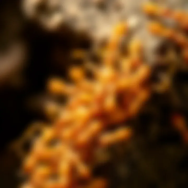 Termite Colony Close-up Close-up of a termite colony