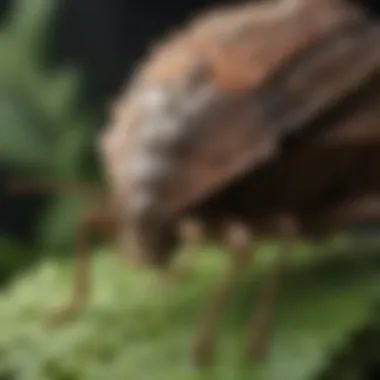 Stink Bugs Affecting Crops Impact of stink bugs on crops