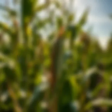 Future Trends in Sustainable Soybean Farming Future trends in sustainable soybean farming