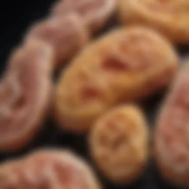 Microscopic View of Cultivated Chicken Cells Cultivated chicken cells under a microscope