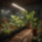 LED grow lights illuminating a thriving indoor garden