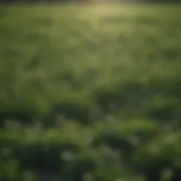 Lush clover field as a cover crop