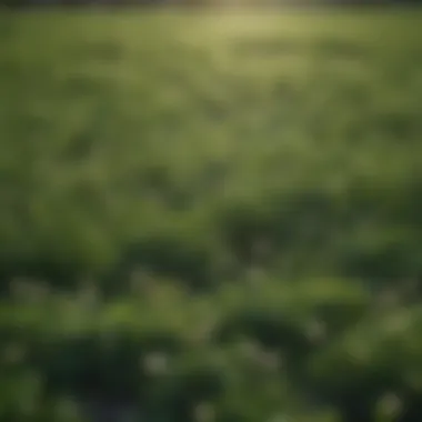 Lush Clover Field Lush clover field as a cover crop