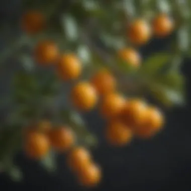 Close-up of kumquat fruits hanging on branches