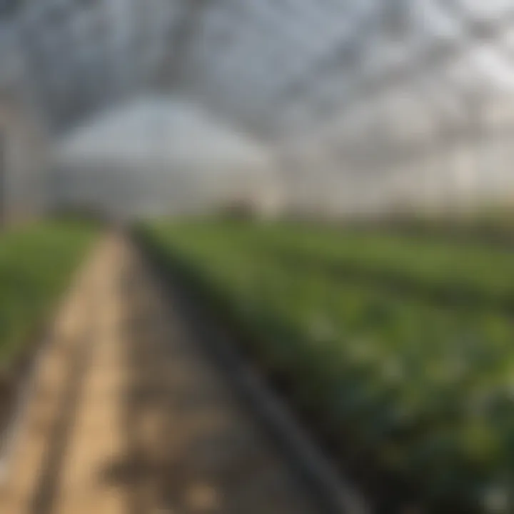 Mylar tubing used in a greenhouse for plant protection