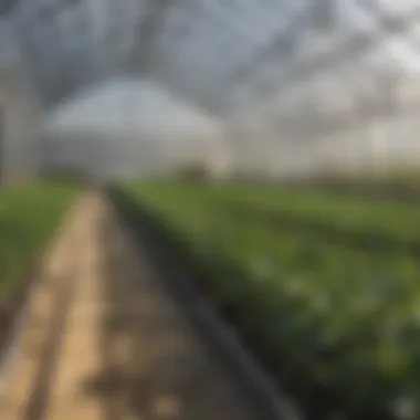 Application of Mylar Tubing in Greenhouses Mylar tubing used in a greenhouse for plant protection