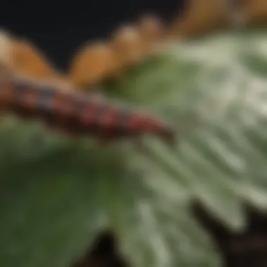 Close-up of an earwig on a leaf