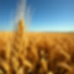 Aerial view of expansive grain fields under a clear blue sky