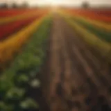 A vibrant field of crops representing agricultural diversity