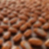 A close-up view of Fishmox capsules displayed on a wooden surface