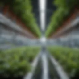 Close-up of vibrant hydroponic plants thriving in a nutrient-rich solution