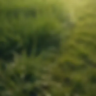 Healthy grass lawn after weed management