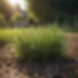 Newly seeded grass thriving in a garden