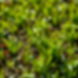 Close-up of freshly patch seeded lawn with vibrant grass seedlings