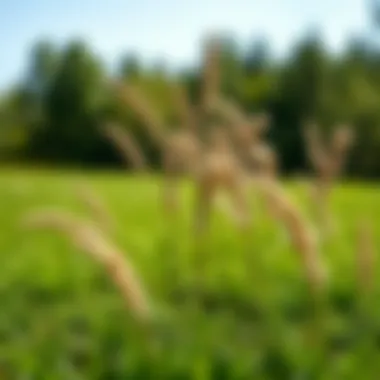 Diverse Grass Species for a Lush Lawn Diverse grass species illustrating the impact on lawn aesthetics