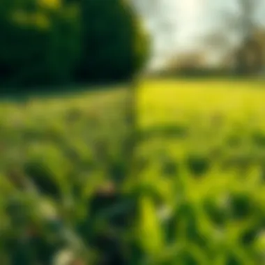 Lawn Conditions Across the Seasons Seasonal changes showcasing different lawn conditions throughout the year