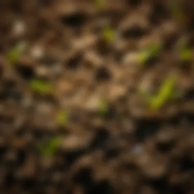 Healthy Soil for Successful Patch Seeding Soil analysis demonstrating healthy soil texture suitable for seeding