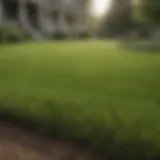 Lush bluegrass lawn with fescue overseeding