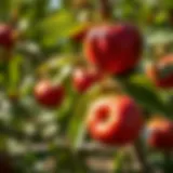 Durable materials for fruit tree labels