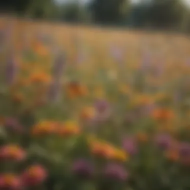 Vibrant wildflower meadow attracting honey bees