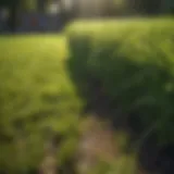 Lush green lawn after grass seed planting