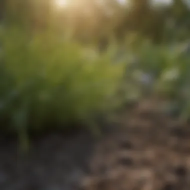 Various types of grass seeds in a garden setting