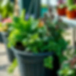 A vibrant collection of potted herbs showcasing diverse foliage and textures.