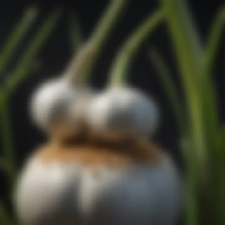 Detailed close-up of garlic plants recognized for their pest-repelling abilities