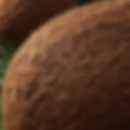 Close-up of coconut coir showing its fibrous texture