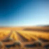 Vast expanse of ranch land under a clear blue sky
