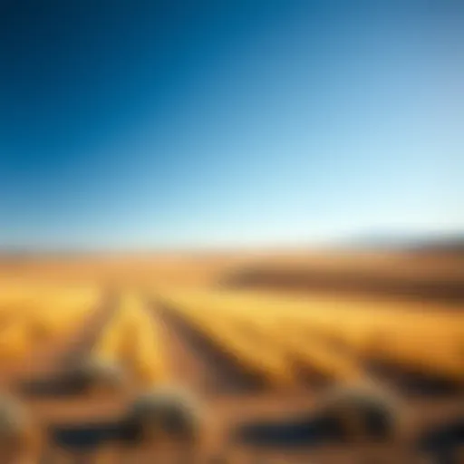 Vast expanse of ranch land under a clear blue sky
