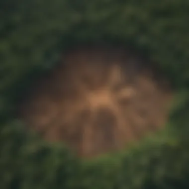 Deforestation: A Global Perspective Satellite view showing deforestation progression over time