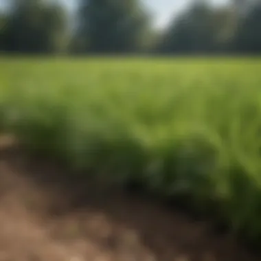 Nutrient-rich Fertilizer for Zoysia Grass Nutrient-rich fertilizer spread on lush zoysia grass