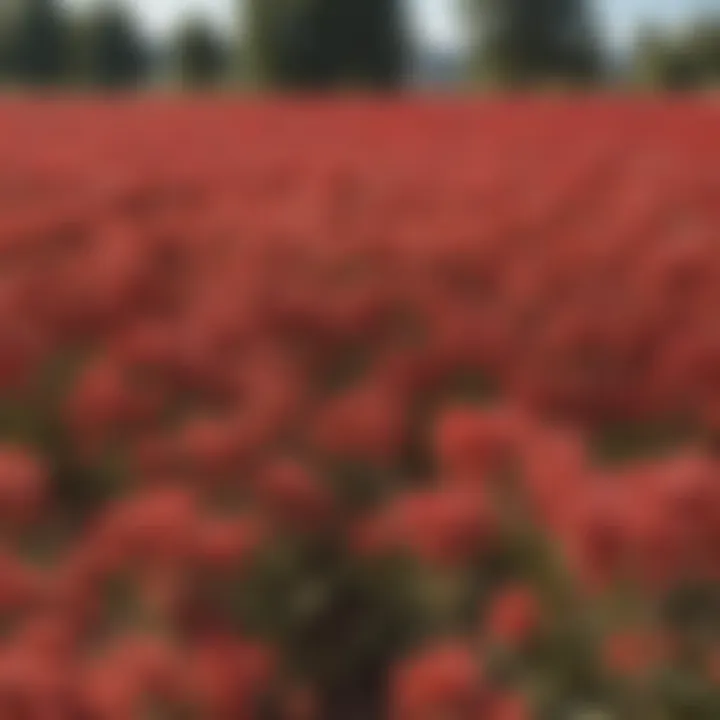 A vibrant red buckwheat field under bright sunlight