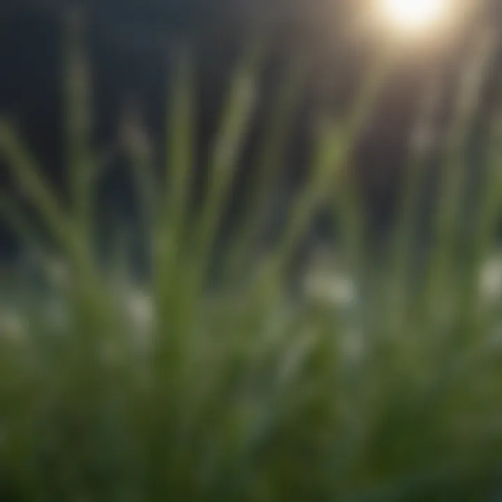 Close-up of ryegrass blades showcasing dewdrops