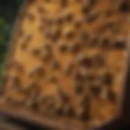 Innovative design of a self-draining bee hive showcasing the drainage system