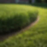 A lush green sod lawn showcasing the vibrant texture of grass in Houston.