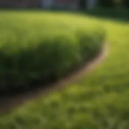 A lush green sod lawn showcasing the vibrant texture of grass in Houston.