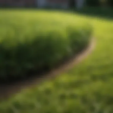 A lush green sod lawn showcasing the vibrant texture of grass in Houston.