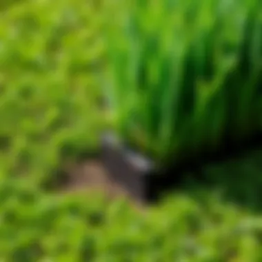 Transforming Your Landscape with New Sod Freshly laid sod in a lush green lawn