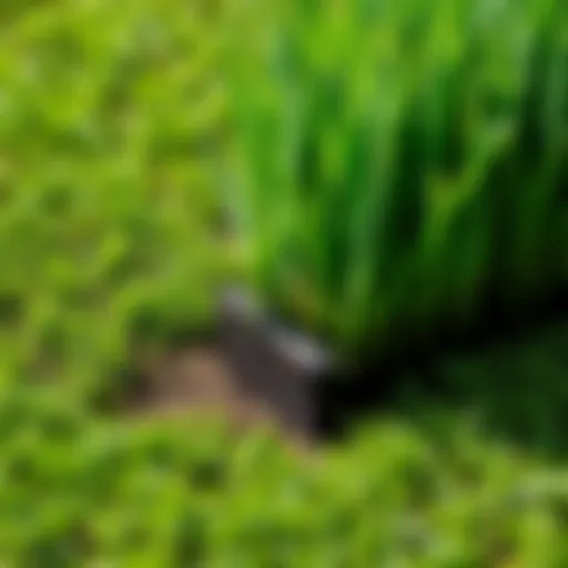 Transforming Your Landscape with New Sod Freshly laid sod in a lush green lawn