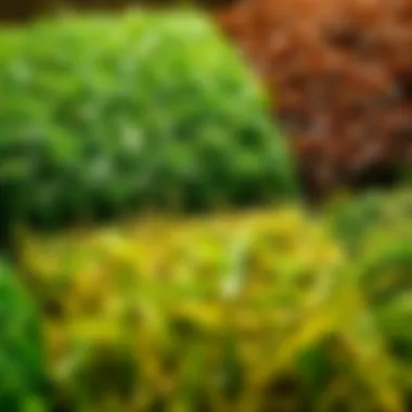 Choosing the Right Sod for Your Climate Different types of sod varieties displayed