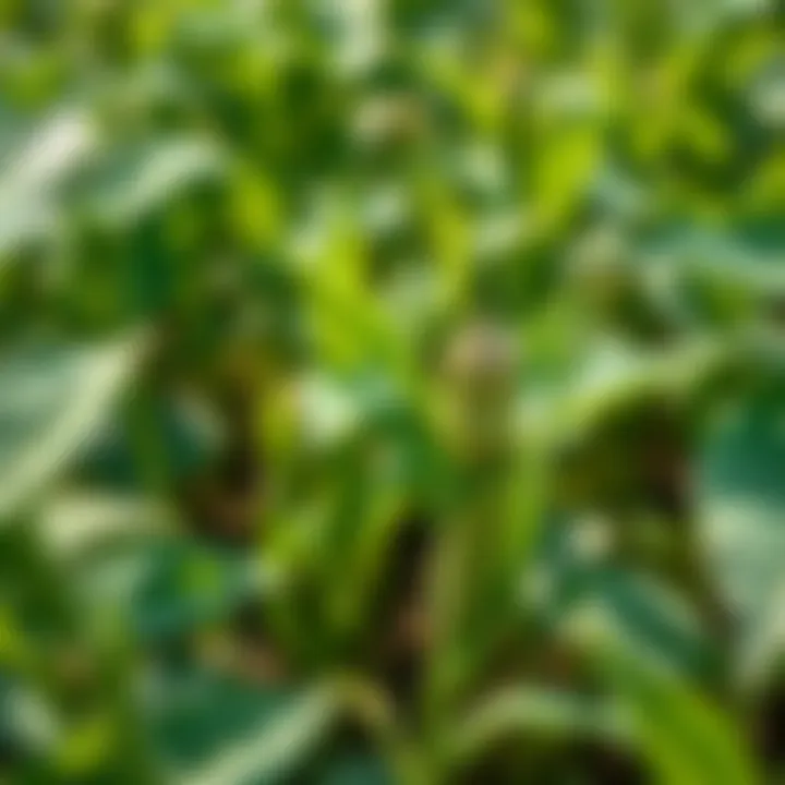 Innovative Weed Management Strategies Weed management strategies using herbicide-tolerant soybeans